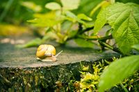 snail-621197_1280